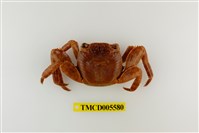 藏品(白紋方蟹)的圖片